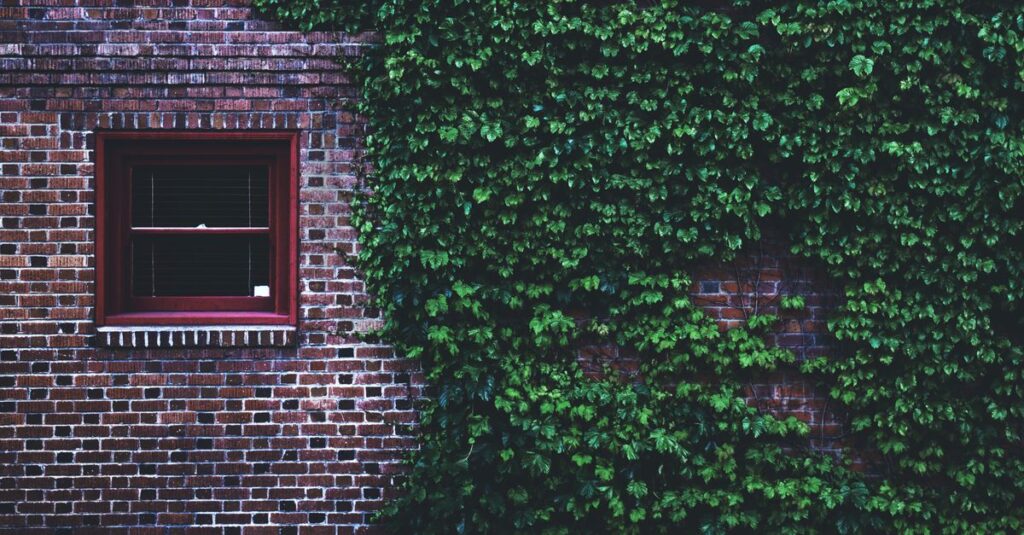 Ivy, KS skyline