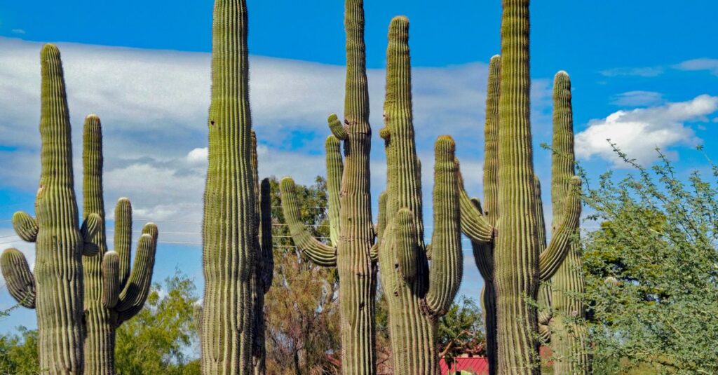 Sun City, AZ skyline